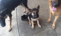 Full bred german shepherd puppies for sale&nbsp;
9 weeks old shots given&nbsp;
Only 1 male and 1 female available&nbsp;
contact&nbsp;
paul Gomes