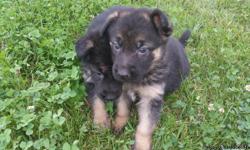 German Shepherd Top quality puppies from German Import parents with excellent working ability and strong pedigrees. Our puppies are born inside our home- NOT in a kennel.
Extremely well socialized, intelligent, confident, great temperament, healthy and