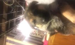 German Shepherd puppies black and tan AKC registered both parents on site they are&nbsp;weeks old&nbsp;