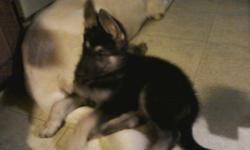 Black-n-Silver and Black-Tan, great family pet and guard dog, 5wks, first shots and wormed, call 914-466-5879