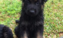 German Shepherd Puppies
$400
4-Males
1-Female
Born on 1-14-16