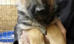 100% German bred German Shepherd puppies.&nbsp; All shots, wormed, rabies shot, microchipped.&nbsp; Gorgeous black and red coloring.&nbsp; Will be large as adults.&nbsp; Health guarantee.&nbsp; Very laid back temperaments.&nbsp; Born 06-10-16, AKC