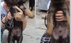 German Shepherd Puppies Black And Green
For sale German shepherd puppies, the father-and-black German Shepherd, mother- green (gray iron). Working lines; service dogs. Puppies are 4 red, 4 green, were 7 weeks old. We first vaccine, dewormed.
Price is