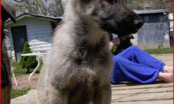 AKC Shepherd Pups Beautiful, Loving & Smart puppies! 3months old...Need Good Homes! Call Anytime 816-898-2501