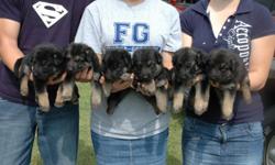 AKC Registered female German Shepherd Puppies. Vet record on each puppy.
Sire and Dam on premises.