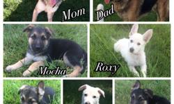 Pure Breed German Shepherd Puppies: 3males 2females 7 weeks old ready to go 1st set of shots done. **white shepherds 1male 1female