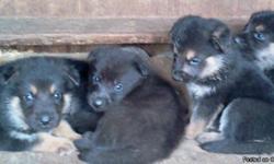 German shepherd puppies for sale! They were born October 5, 2013. They are champion grand sired with Regalwise, Snowcloud, and RIN TIN TIN bloodlines. Please call 912-585-6057 or 912-246-3658 Our dogs pedigrees trace back to TWO of the ORIGINAL Television