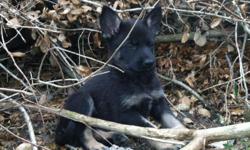 10 week old AKC German Shepherd puppies with Health Certificates and shots now available for pick up!&nbsp; There are 3 Solid Black Males and 1 Sable Male available.&nbsp; Dogs would make excellent pets&nbsp;and Christmas presents. Each puppy comes with