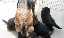 AKC, Sire German Import, Champion Bloodlines, Absolutely Gorgeous! Loyal, Loving family protectors. Happy and very Healthy Pups! Shots and worming are up to date. Written health Guarantee. OFA on Hips and Elbows. Eyes also certified. Black and Red also