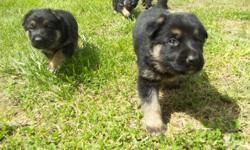 Born April 5th. Big beautiful puppies. Excellent working line. If interested please email me at pink4441@hotmail.com