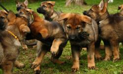 Professional German Shepherd Breeder
German Shepherd Puppies Available Now!
German Shepherd Protection Dogs Available Now!
Trained German Shepherds Available Now!
Please provide your phone number on all inquiries!
We can Ship Anywhere!
You can Also Visit