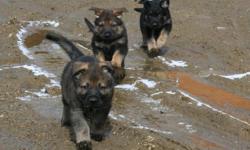 Working-line German Shepherd puppies available to go home now. One bi-color females, two sable females and one sable male available. Puppies have 1 year health guarantee, are AKC registered, have first shots, are dewormed and microchipped. These puppies