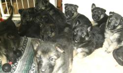 Pure Bred CKC German Shepherd Puppies. Black and Tan.
One female...12 weeks old, house broke! Has not shown any signs of chewing! Breanna is an absolute Sweetheart of a girl!
Both parents on property. Excellent dispositions, very friendly, very sociable,