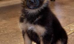 German Shepherd Female (2) Full AKC registrations will be provided. Puppies are up to date on shots. Parents on site. Available to go home now. Call or tex (602) 412-8569.&nbsp;
if you want to see more pictures visit this link