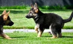 German shepherd puppies available&nbsp;
12 and 13 weeks old&nbsp;
Up to date with shots and Dewormed&nbsp;
Available immediately&nbsp;
with &nbsp;papers&nbsp;
Friendly with kids and other pets
Sire and Dam on premises
Rehoming fee APPLIES
Text or call :