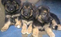 German Shepherd puppies for sale
We have a male & a female German Shepherd puppies for sale. They are vet checked, micro-chipped & vaccinated. Very affectionate and loving and we are seeking equally loving and wonderful forever homes for them.text us for