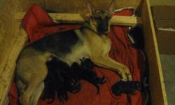 Pure breed German Shepherd puppies for sale born on June 26, 2011. They will be ready for new homes after August 10, 2011. The sire is a 110 pound Belgium and the dam is 75 pound American. Both dogs live with us so you see the parents. We have 2 males and
