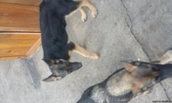 Born the 11th of March 2016 these puppies are huge and will be very large
Great for families and kids or protection! Black/Tan and Sable Dogs left 2 females left 6 boys litter was 14 all are ready for names and training
Pictures available by email or text