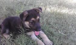 BORN: JUNE 24, 2012 IN SAN BENITO TEXAS
SEVEN -WEEKS- OLD MALE GERMAN SHEPHERD PUPPIES (2 LEFT)
BEAUTIFUL and ADORABLE
FIRST VACCINATIONS AND DEWORMED BY OWNER
AKC REGISTERED MALE PARENT ON SITE
FEMALE PARENT ALSO ON SITE, BUT NOT REGISTERED
*PLAYFUL WITH