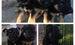 1&nbsp;Female, Born 1/1/15.&nbsp;7 week old, 100% Pure Breed German Shepherd Puppy. Great with kids. Also an excellent guard dog.
You will love this little puppy. $490 rehoming fee.
German Shepherd are known as leading police, guard and military dog is