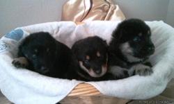 lovely&nbsp;german shepherd puppy all female for sale three back with brown and three brown with black, ask for $500 each.