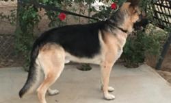 Delgado is a very happy and energetic GSD. Delgado is very good with people and kids. This will be his first time breeding. He is about 100 pounds, he is all up to date with his shots. Delgado has a straight back, he doesn't have any AKC papers. Delgado