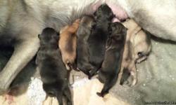 Five wolfdog pups available for sale. Born on May 5th. Available for pickup after June 11th There are four males and two females. They are 80 percent East German Staalheim Shepherd and 20 percent Timber wolf. Great temperament and wonderful family pets.