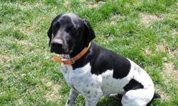 German Shorthair pointer for sale. He is a neutered 1 1/2 year old started dog.&nbsp;His color is Black and White and in perfect health. He is still learning the hunting basics but shows great promise. He is NOT gun shy. He is a great family dog. He is a