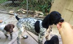 AKC Registered German Shorthair Pointers- One of the best bird hunting breeds you will find. Quick to learn and easy to handle. Sire: CG's Texas Jessie James black roan. Dam: Sugar Jordan Luce Black and white. Fully vetted tails docked and ready to go.