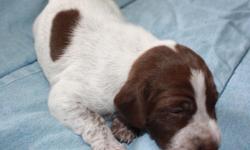 AKC German Shorthaired Pointers Puppies have had their dew claws removed and tails docked. The puppies are raised in a loving family environment with children. Both parents display good hunting instincts and are also great family companions. The puppies