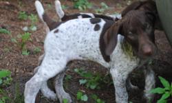 German Shorthaired Pointer Pups. AKC. Shots & wormed. Excel Pets & Hunters. Family raised, Very socialized & loving. Born 7/14 in Minnesota. Traveling to Denver Oct. 12 and can
deliver your puppy to you! Call 507-635-5150