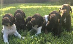 I have beatiful GSP puppies that will be ready for a new home July 10th. There is 5 male and 3 female. They are full bred, I own both mom and dad. They have been dewormed, dewclaws removed and tails docked. They have also had their first round of