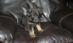 We have two AKC German Shepherd male puppies that need good homes. They just reached eight weeks old. These puppies have wonderful personalities. They are playful, sweet and loveable. Both parents are beautiful AKC registered German Shepherds. They are