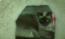 Family moving out of state and can't take Gertie. Gertie is a beautiful adult Siamese. She has been around other cats and small dogs. Loves to be brushed daily (she has full lush coat). Eats dry food and is litter box trained (has always lived indoors)