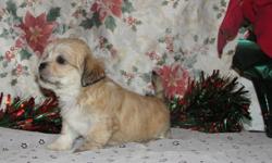MEET GINGER.....She is a sweet and adorable AKC registered Lhasa Apso. Ginger is a lighter brown puppy - the lightest brown one we have. She is such a charming and sweet little "princess"!! She was born on Nov. 1, 2013, is current on shots and wormings.