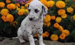 Hiya! I'm Ginger, the delightful Male ICA Dalmatian! &nbsp;I was born on June 7, 2016.&nbsp;Mom weighs 45 lbs and my dad weighs 60 lbs.&nbsp;I get a lot of compliment on my cute little face! They're asking $599.00 for me! I will come with my shots and