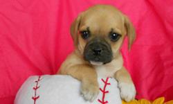Ever wanted someone as sweet as me? Well of course you do! Hi, I'm Ginger! The cutest Female Puggle you could ever meet! I'm on of the designer breeds between a beagle and pug.&nbsp; I was born on June 14th,2014. People tend to like me for my name, my