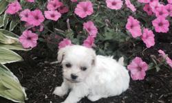 Hi There! I'm Ginger! The lovable white female Shichon! I am a designer breed between a&nbsp;Bichon and Shitzu.&nbsp;I'm just so precious! I was born on June 6th, 2016! I want a family of my own to love and be with! They're asking $599.00 for me! I'll