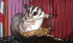 &nbsp;
&nbsp;
I have a girl sugar glider to rehome. She is 2years old. And she is what you would call standard grey.She eats a variety of diets. I changed her from sun coast to priscilla to bml. She isnt picky. She is semi-social. I play wit her alot, or