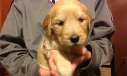 GOLDENDOODLE pups for sale. We have 7 males and 1 female left. They will be ready for new homes after March 10, 2014. Dew claws removed, health check and first shots. These are family raised and very sweet pups. Mom is a AkC register Golden Retriever and