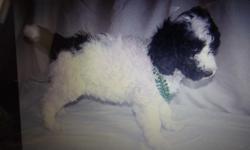 1 black and white parti female and 1 black and white parti male, they are 1.2 golden and 1.2 poodle