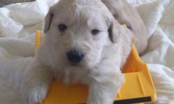 these puppies are a crossbreed between a Golden Retriever and a poodle therefore these puppies don't shed hair and a real friendly.call me if you're interested Ervin --