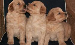 Our adorable AKC registered Golden Retriever Puppies are ready for their new homes. They range in color from light to medium golden. All have sweet personalities with 2 males and 3 females available. We own both parents and live 15 miles west of