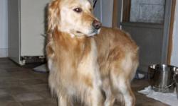 Golden Beauties Driven to Doodles is planning a Golden litter- these should be darker colors as well as lighter golds. The parents are from excellent breeding stock, OFA, CERF, Cardiac etc tested.&nbsp;
The parents have been bred!!!! Due date is September