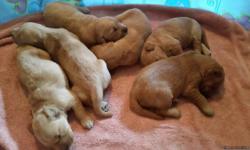 WE HAVE 6 FEMALE GOLDEN RETRIEVER PUPS LOOKING FOR THEIR FOREVER HOMES,READY AUGUST12TH,COLORS RANGE FROM LIGHT GOLD TO DARK GOLD,WILL HAVE THEIR 1ST SHOTS AND HEALTH CERT UPON GOING HOME,PARENTS ARE AKC AND ON SITE,PUPS ARE PET HOMES ONLY,NO