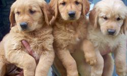 Golden Retriever puppies, 4 males, Adorable, Sweet and Affectionate.,&nbsp;AKC Registered, &nbsp;First Shots, Vet Checked, Written Health Guarantee, These puppies are gorgeous. Very Loyal, Intelligent easy to train and make the perfect family pet or