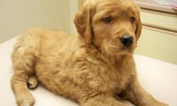 Golden Retriever puppies, AKC Registered, First shots, Vet checked, Written Health Guarantee.
Will be ready on Wednesday, May 21st, Taking appointments now.
This breed is very intelligent, Mellow, Easy to train and would be perfect with children or other
