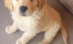 Golden Retriever puppies for sale ! Born on March 7 (9 weeks) 1st shots. 3 males 2 females. Parents on site, Dad AKC, Mom pure breed. Going fast !!
