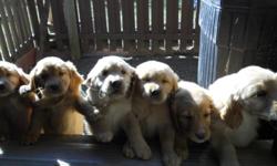 Only 4 left!! 8 weeks old purebred 2male and 2 females golden retriever puppies for $200 each. 1st set of puppy vaccines already administered by Salt Run Vet Clinic in Maineville. Mother, Sophie, is onsite, father, Jack, is a purebred light golden. Would