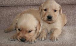 Gorgeous litter of medium golden in color, Golden Retrievers.&nbsp; We have been breeding Goldens on a smale scale for 20 years.&nbsp; We have a really healthy line of Goldens.&nbsp; All pups are handled frequently.&nbsp; They come with a first shot and